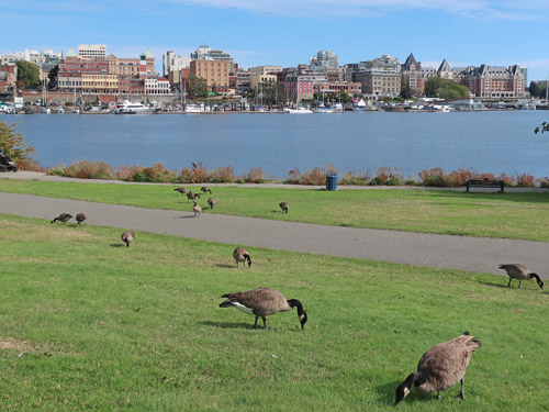 View of Downtown Victoria