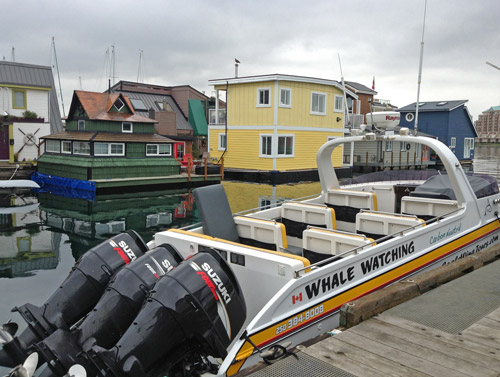 Whale Watching in Victoria BC